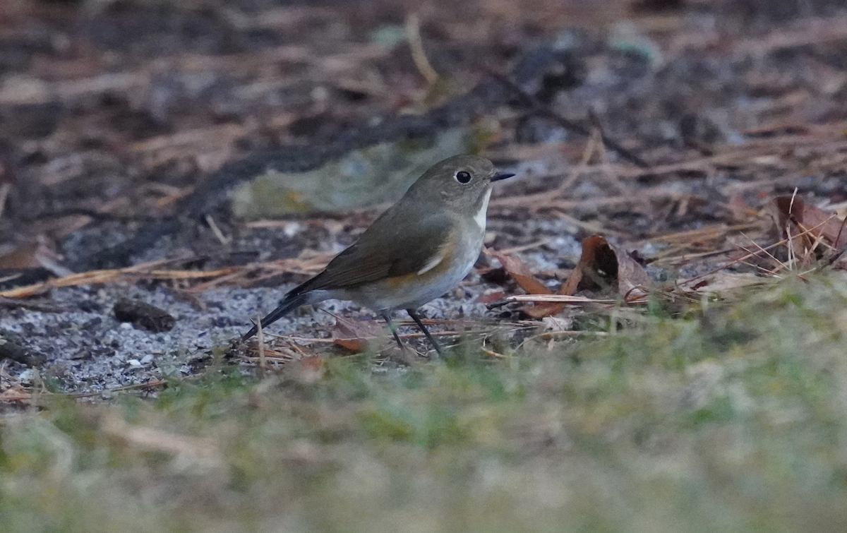 Red-flanked Bluetail - ML612719227