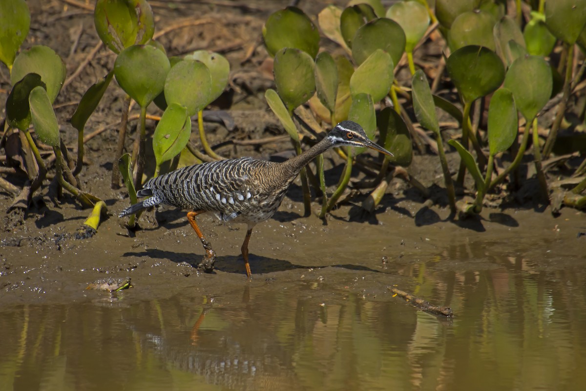 Sunbittern - Antonio Rodriguez-Sinovas