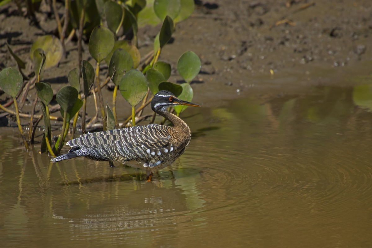 Sunbittern - Antonio Rodriguez-Sinovas