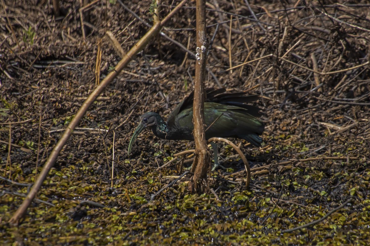 Green Ibis - Antonio Rodriguez-Sinovas
