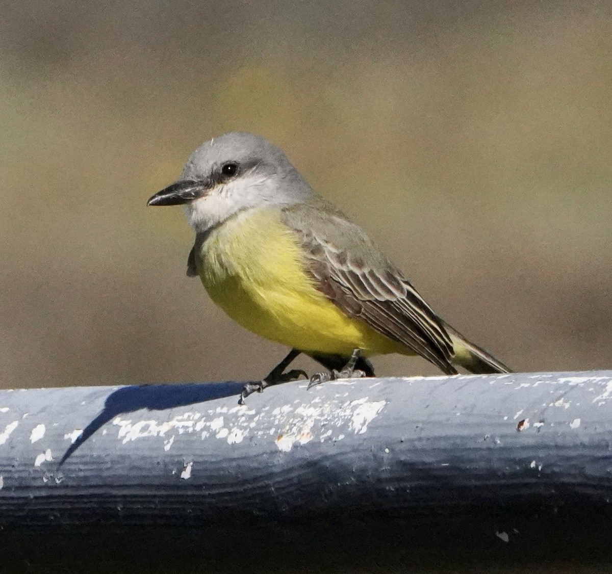 Tropical Kingbird - ML612719273