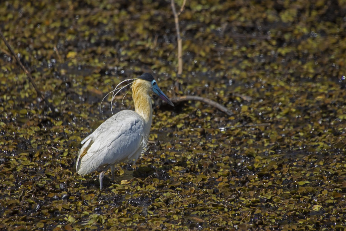 Capped Heron - Antonio Rodriguez-Sinovas