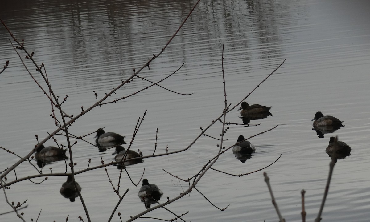 Lesser Scaup - ML612719280