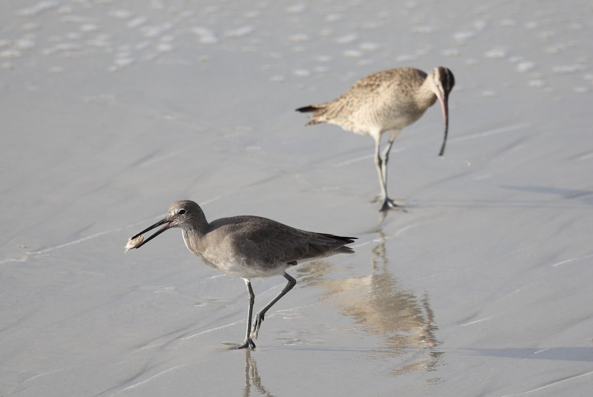 Willet - ML612719325