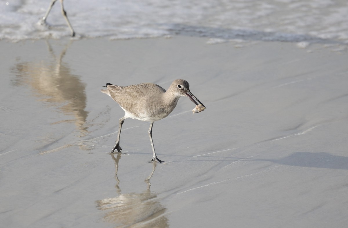 Willet - ML612719328