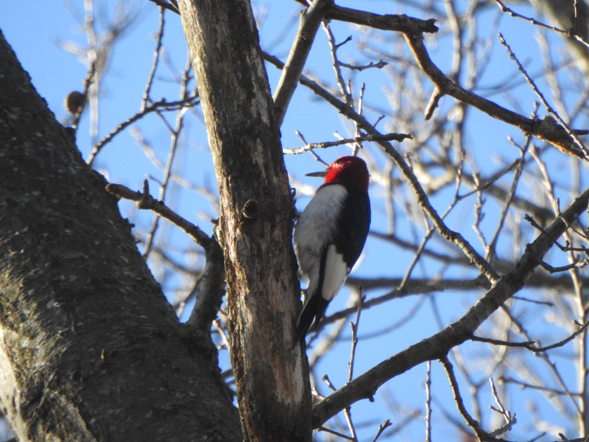 Red-headed Woodpecker - ML612719428