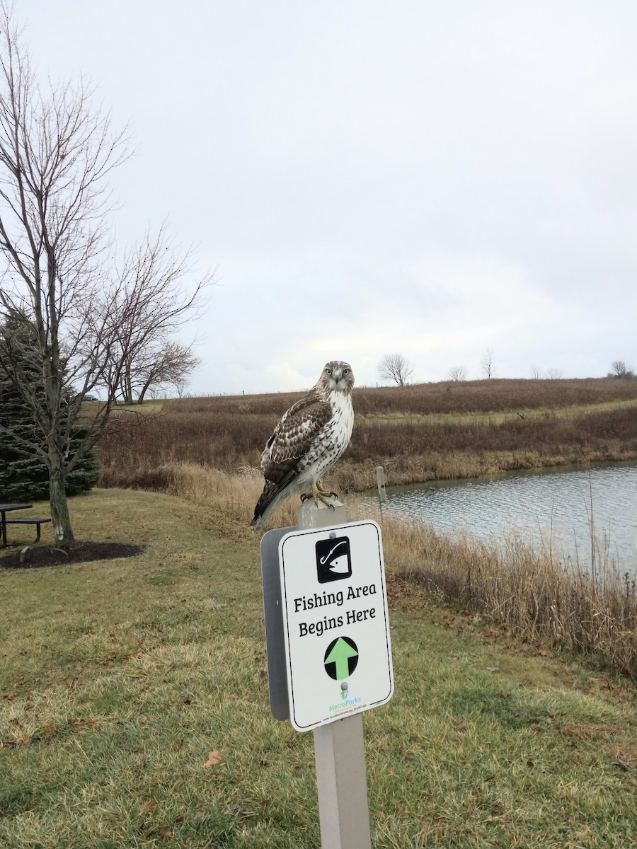 Red-tailed Hawk - ML612719442