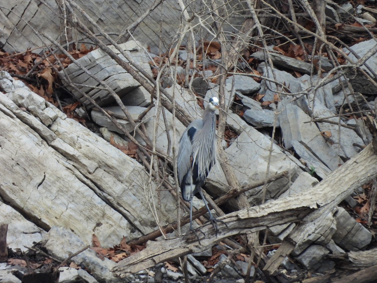 Great Blue Heron - ML612719455