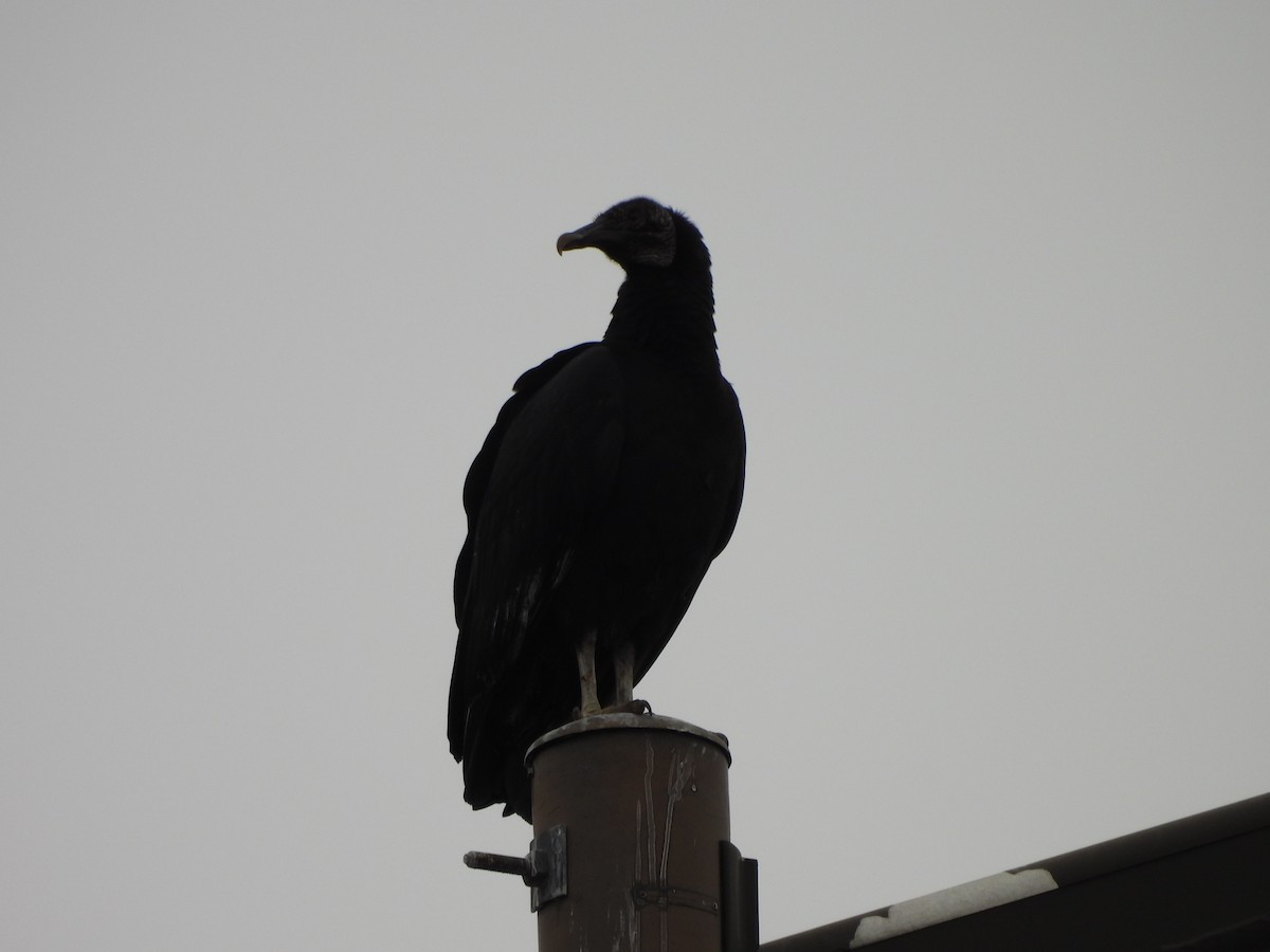 Black Vulture - ML612719495