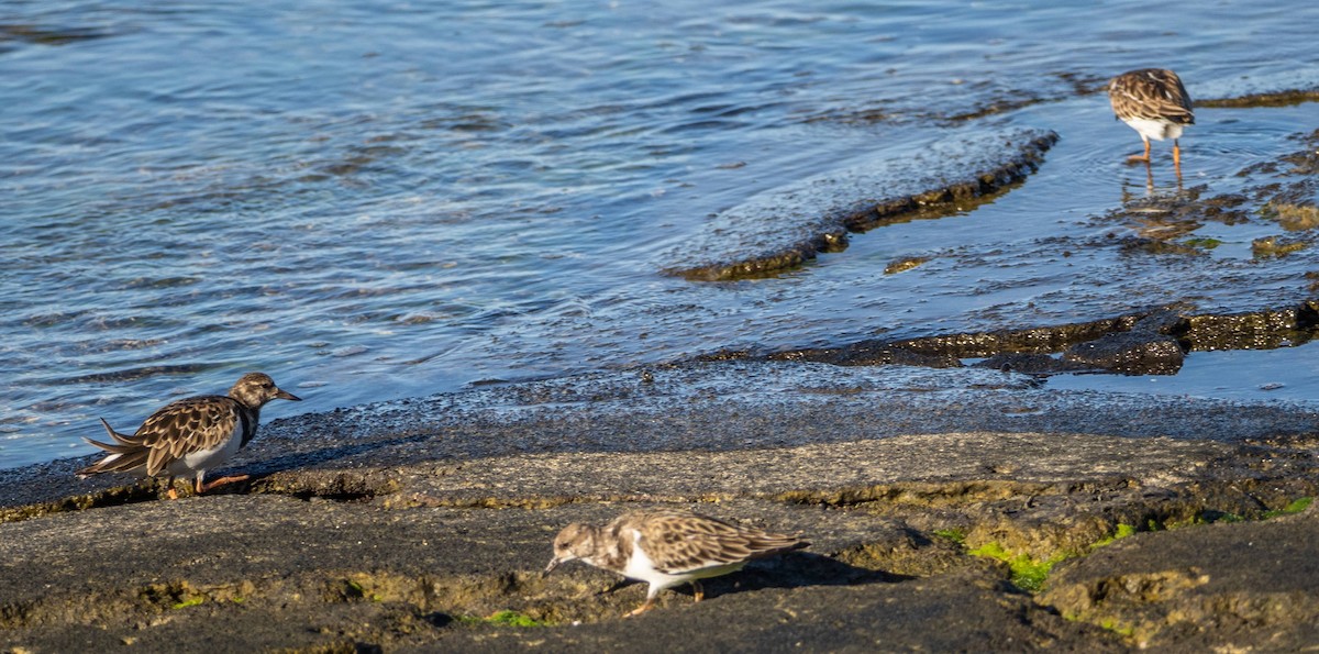 Ruddy Turnstone - ML612719510