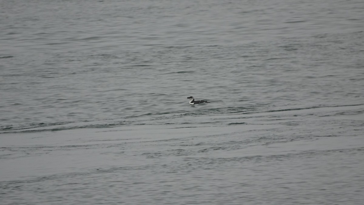 Razorbill - ML612719586