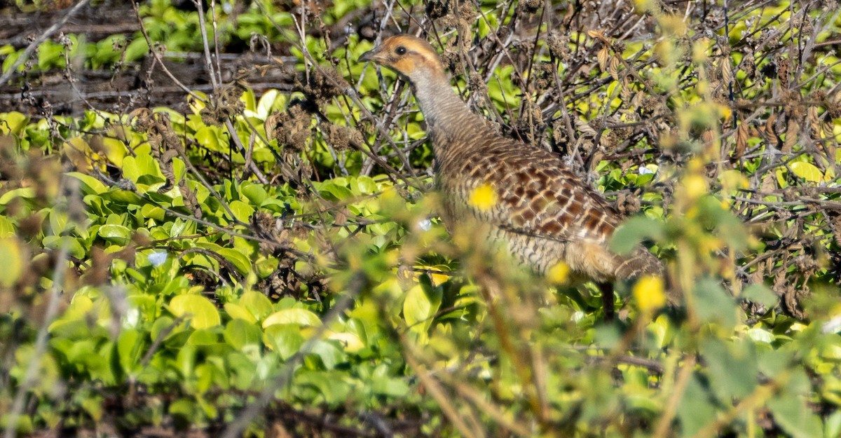 Gray Francolin - Matt M.