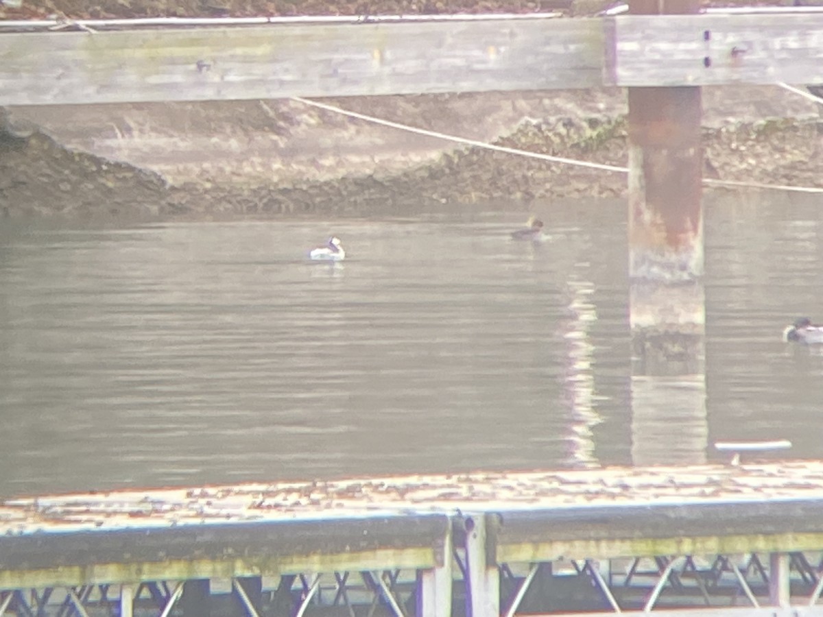 Horned Grebe - ML612719698