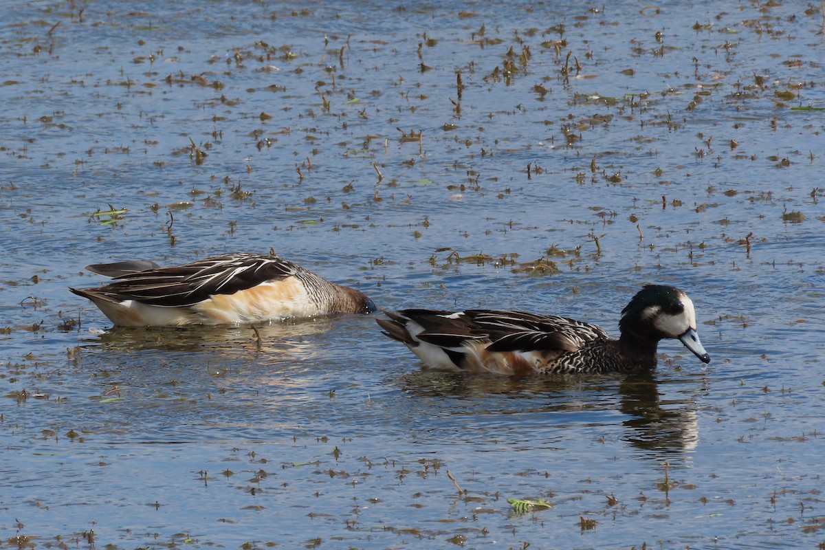 Chiloe Wigeon - ML612719724