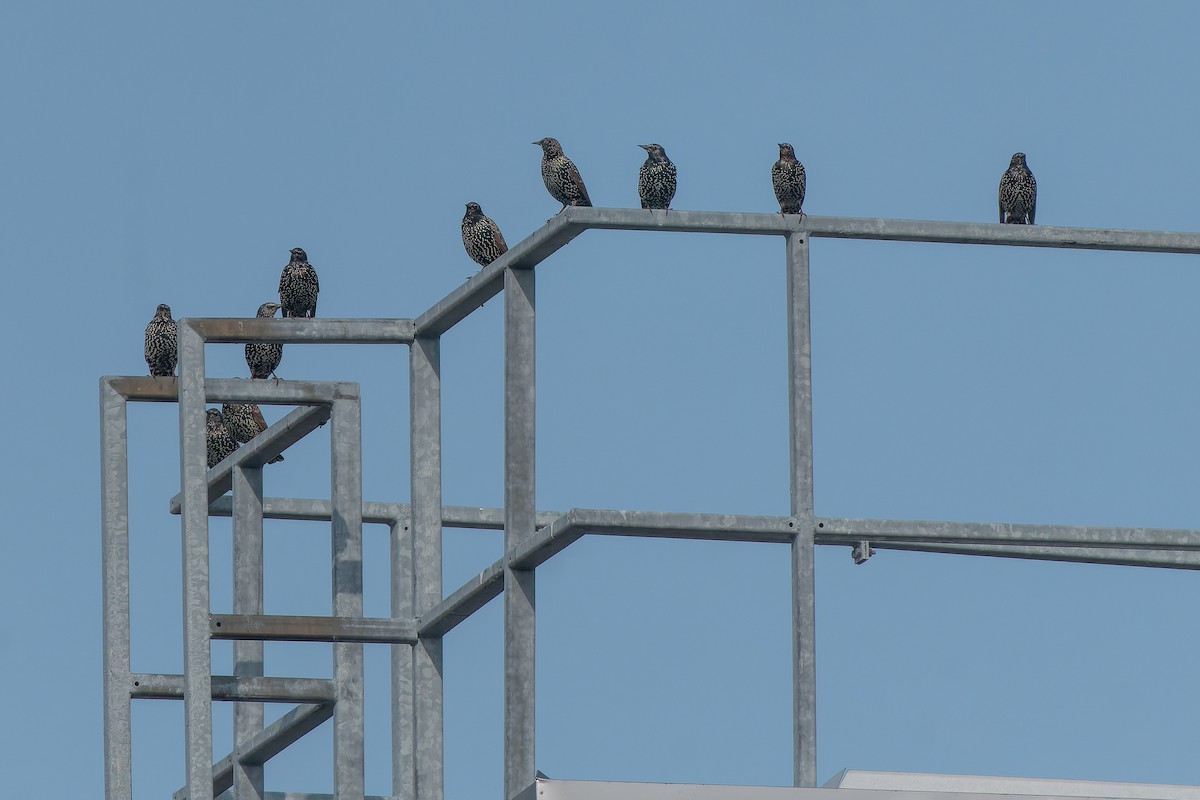 European Starling - ML612719777