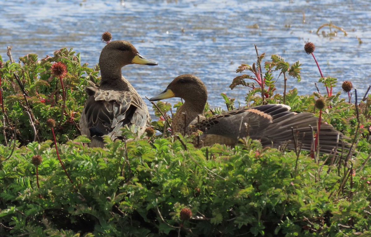 Yellow-billed Teal - ML612719793