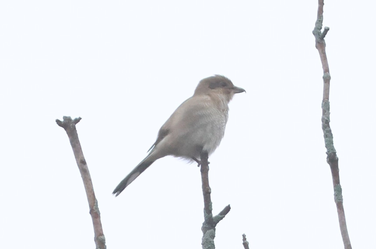 Pie-grièche boréale - ML612719844