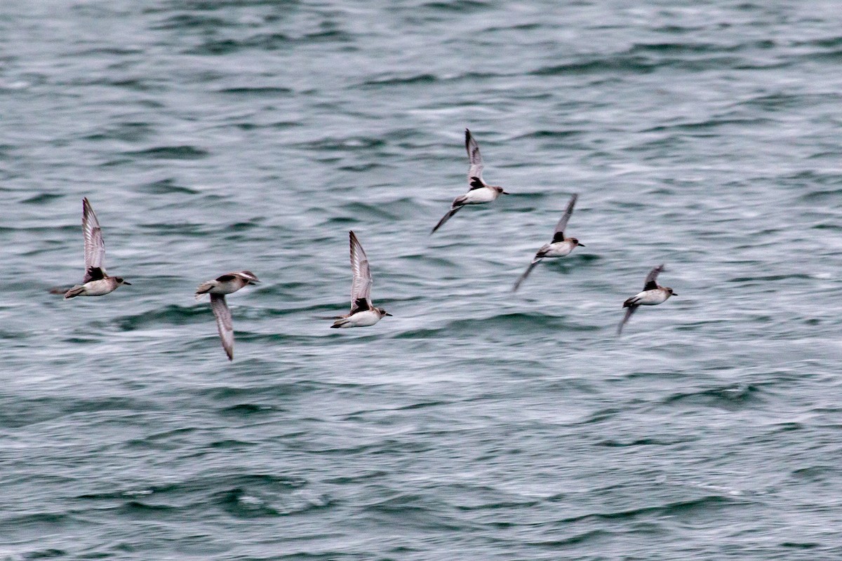 Black-bellied Plover - ML612719897