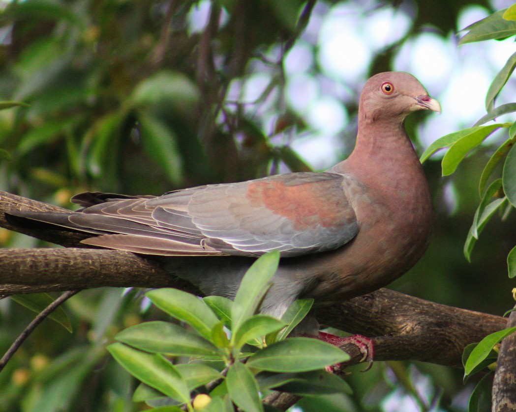 Red-billed Pigeon - Carlos Daniel Gomez Hernandez