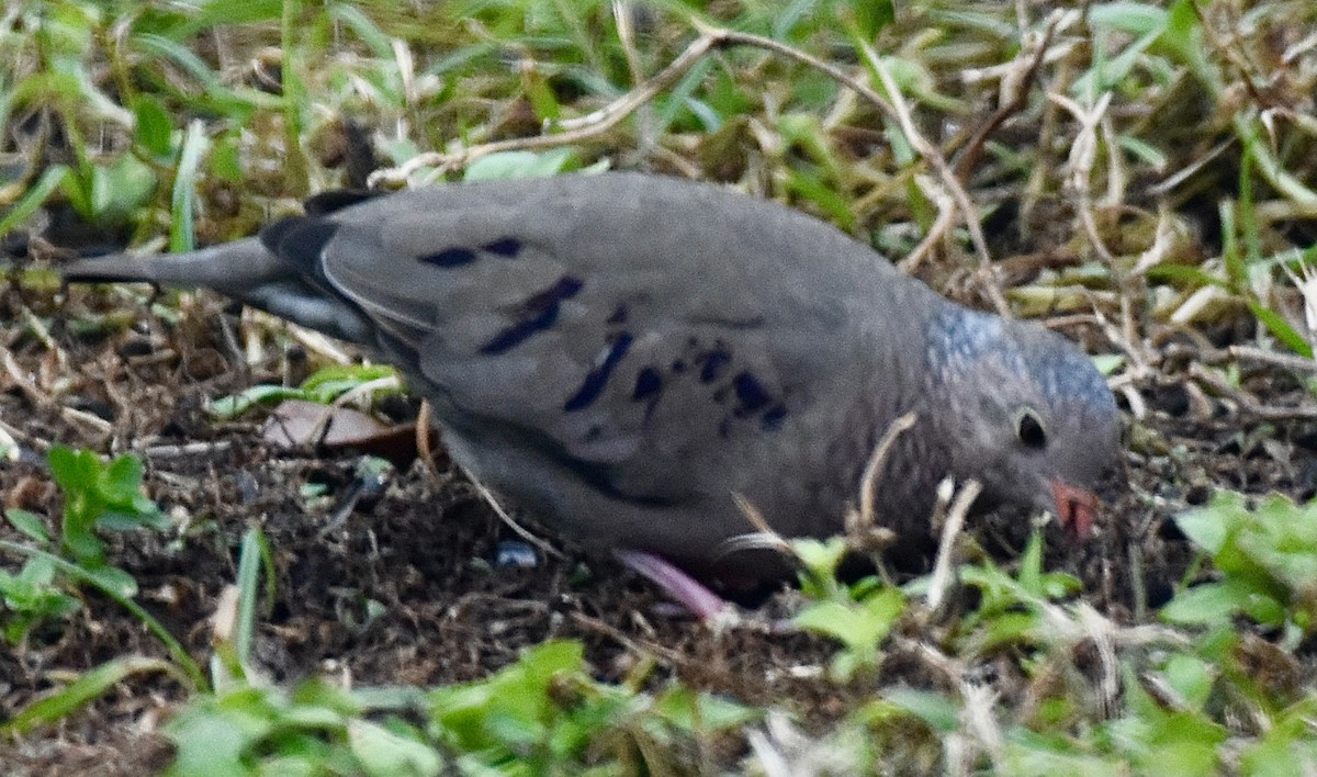 Common Ground Dove - ML612719932