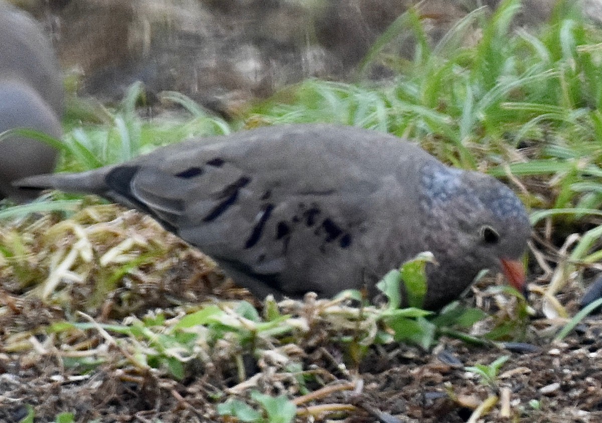 Common Ground Dove - ML612719933