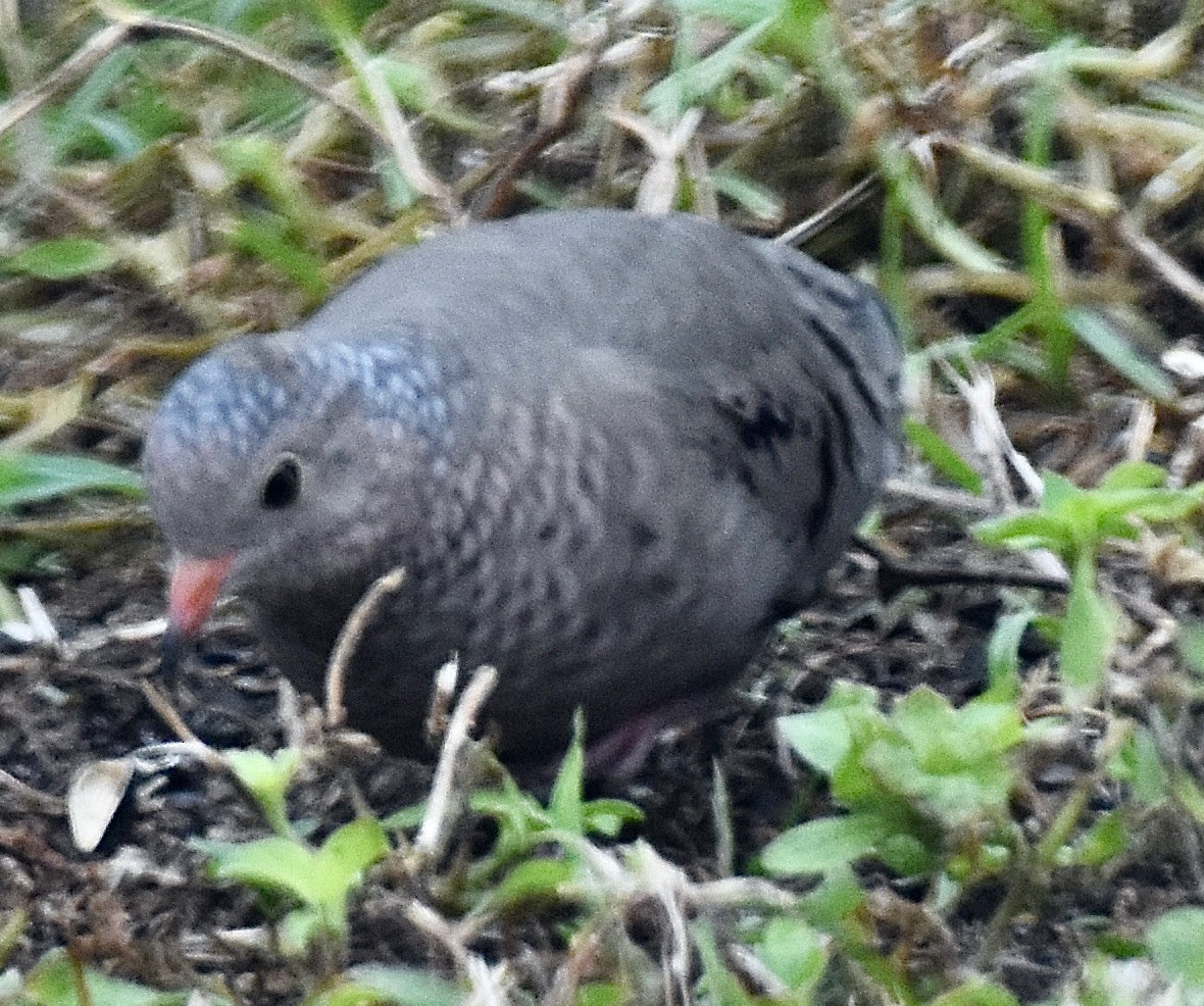 Common Ground Dove - ML612719934