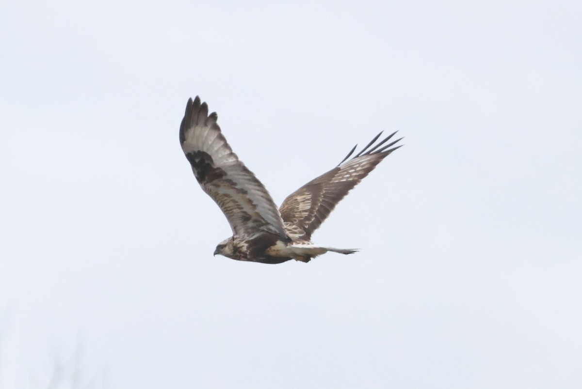 Rough-legged Hawk - Tony Shrimpton