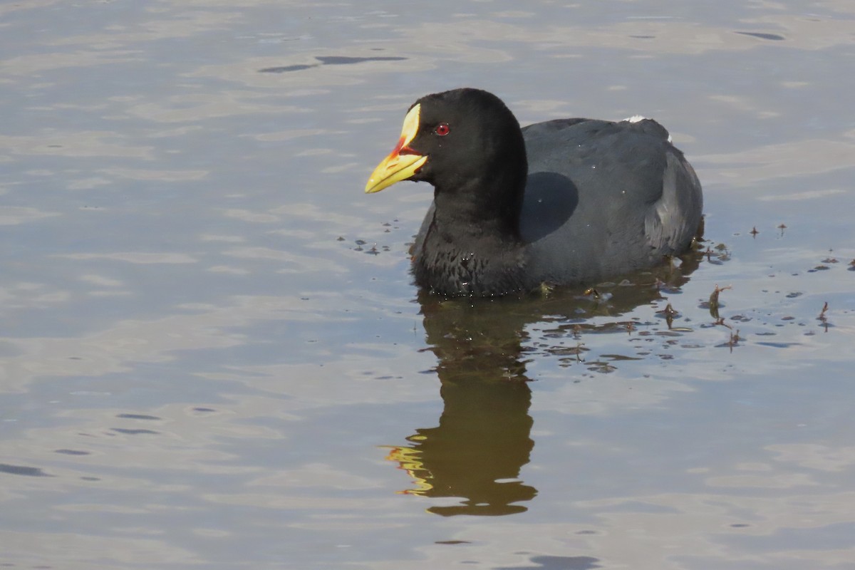 Red-gartered Coot - ML612719971