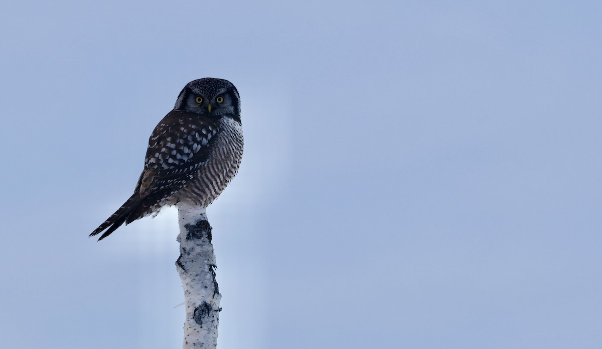 Northern Hawk Owl - ML612719973