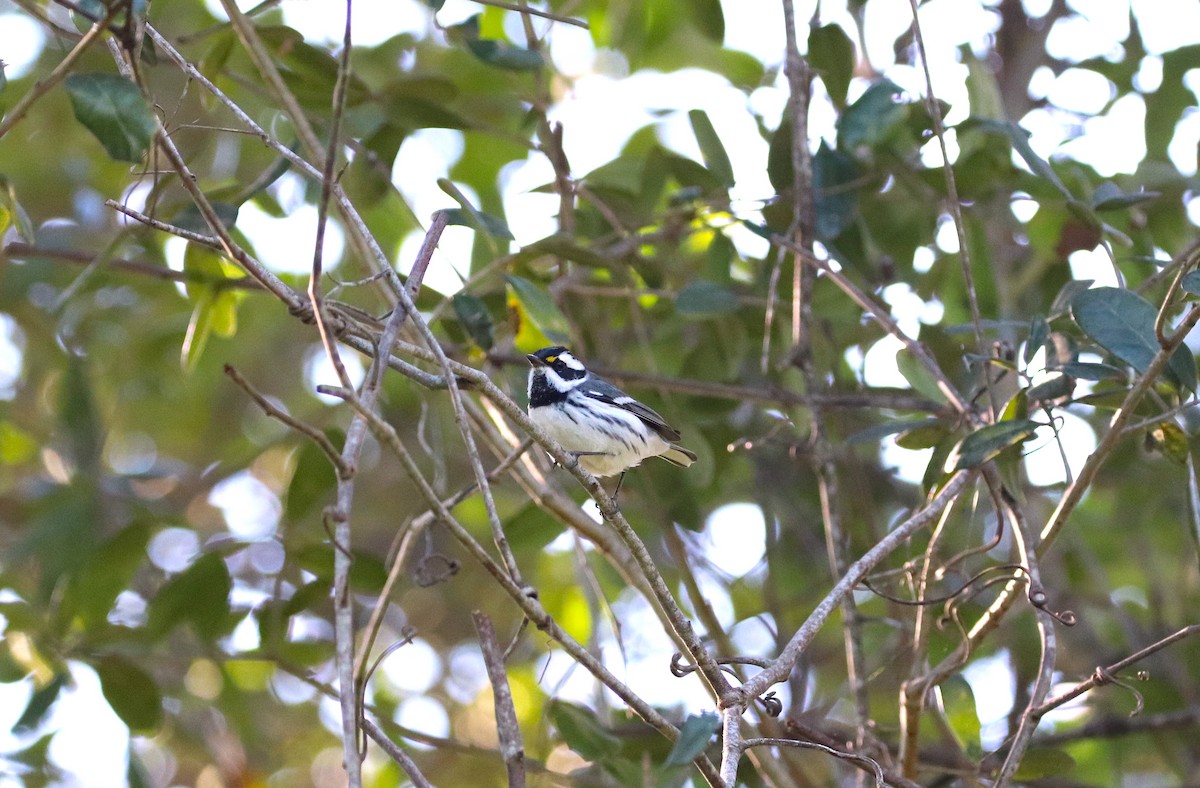 Black-throated Gray Warbler - ML612719991