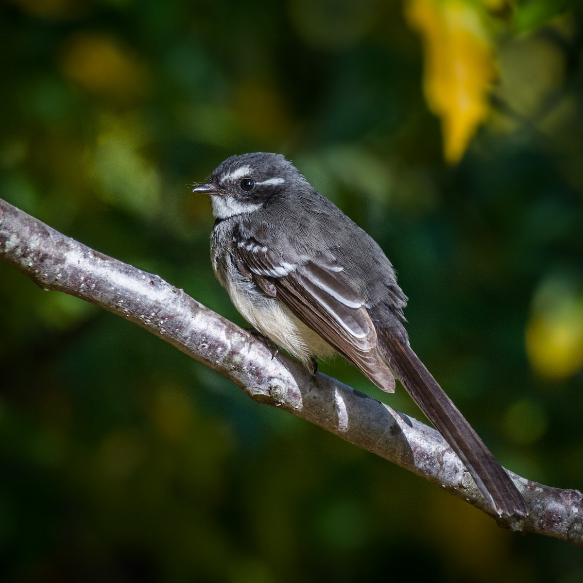 Gray Fantail - Delia Walker