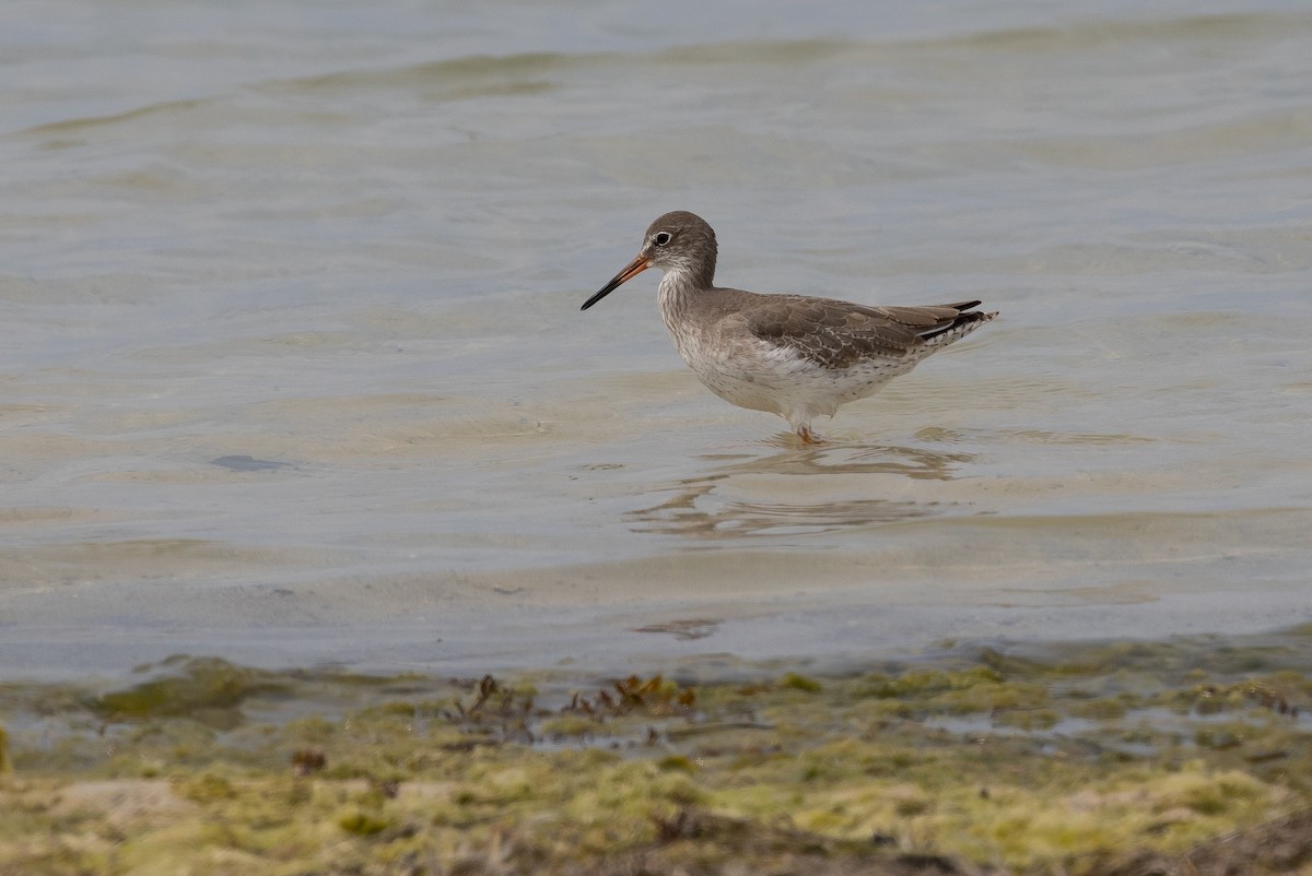 Common Redshank - ML612720029