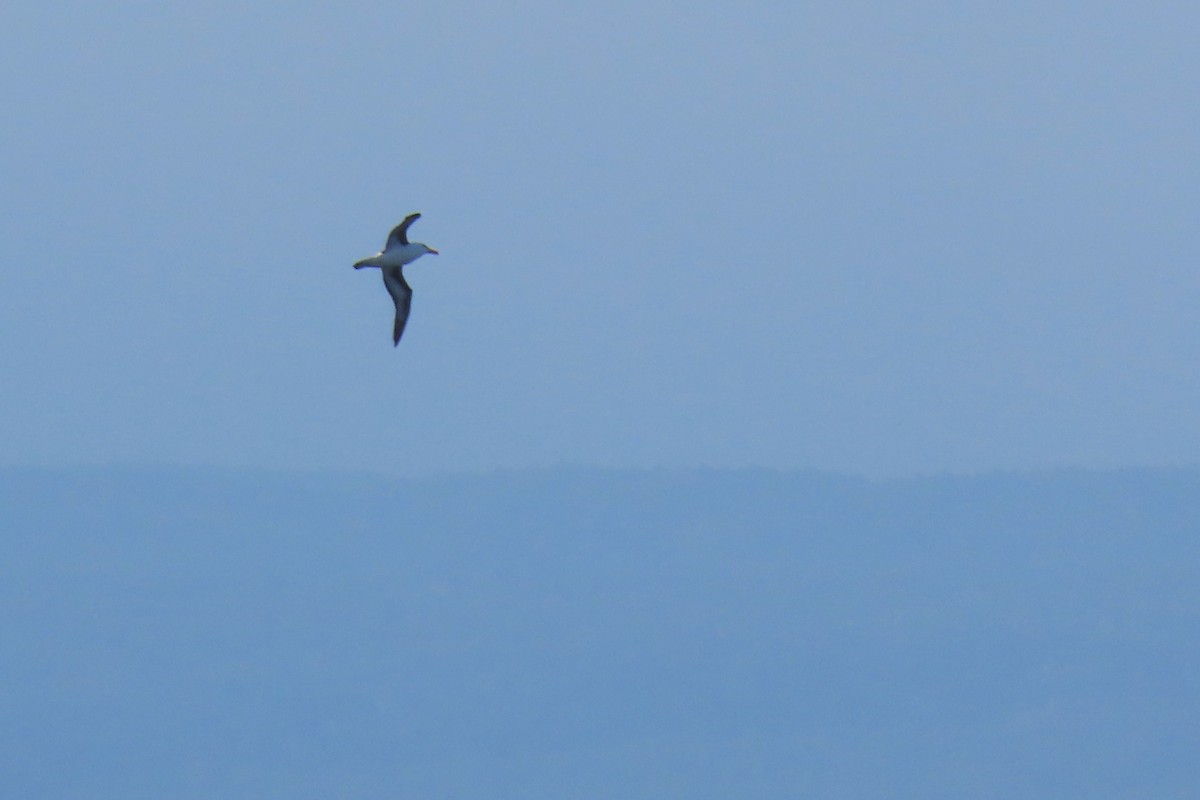 Black-browed Albatross - ML612720070