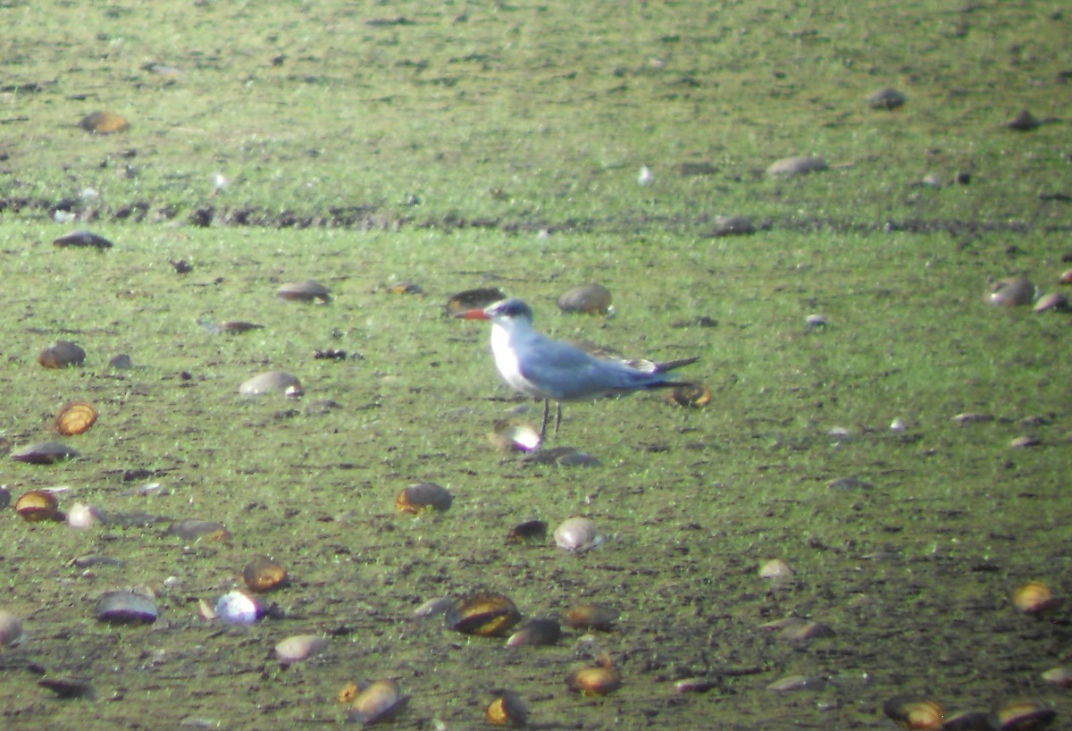 Caspian Tern - ML612720122