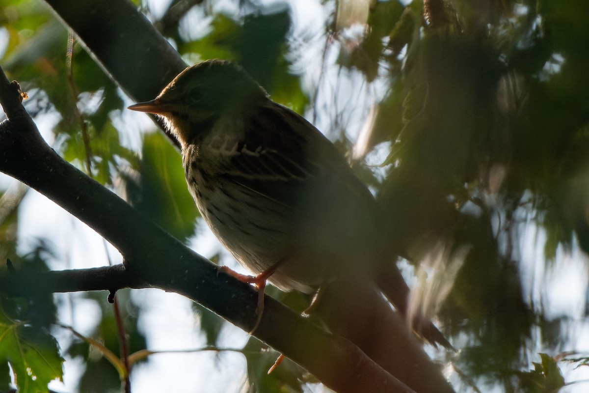 Meadow Pipit - ML612720135