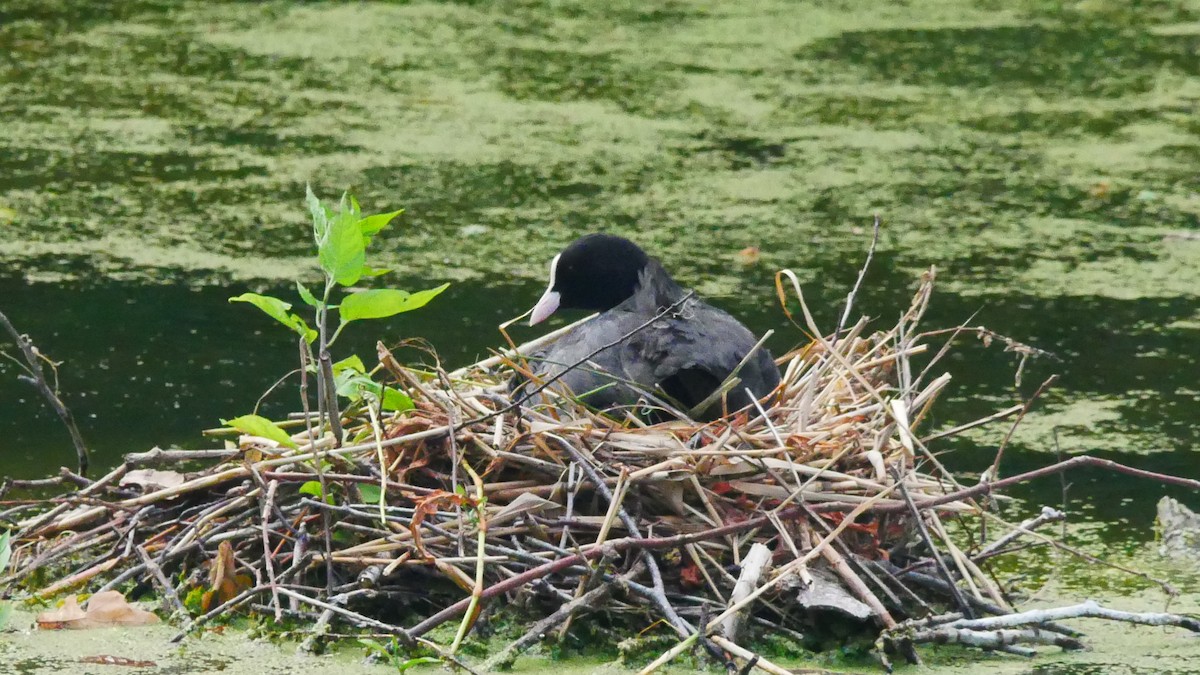 Eurasian Coot - ML612720143