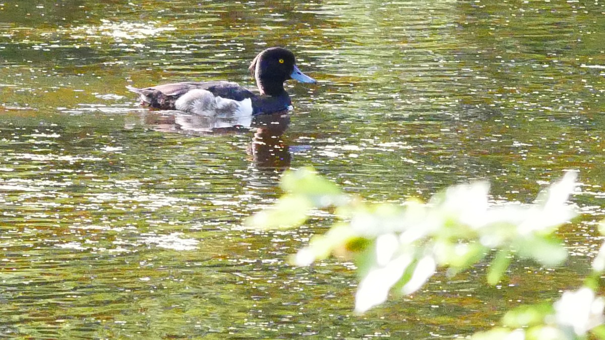 Tufted Duck - Jeff Pulford