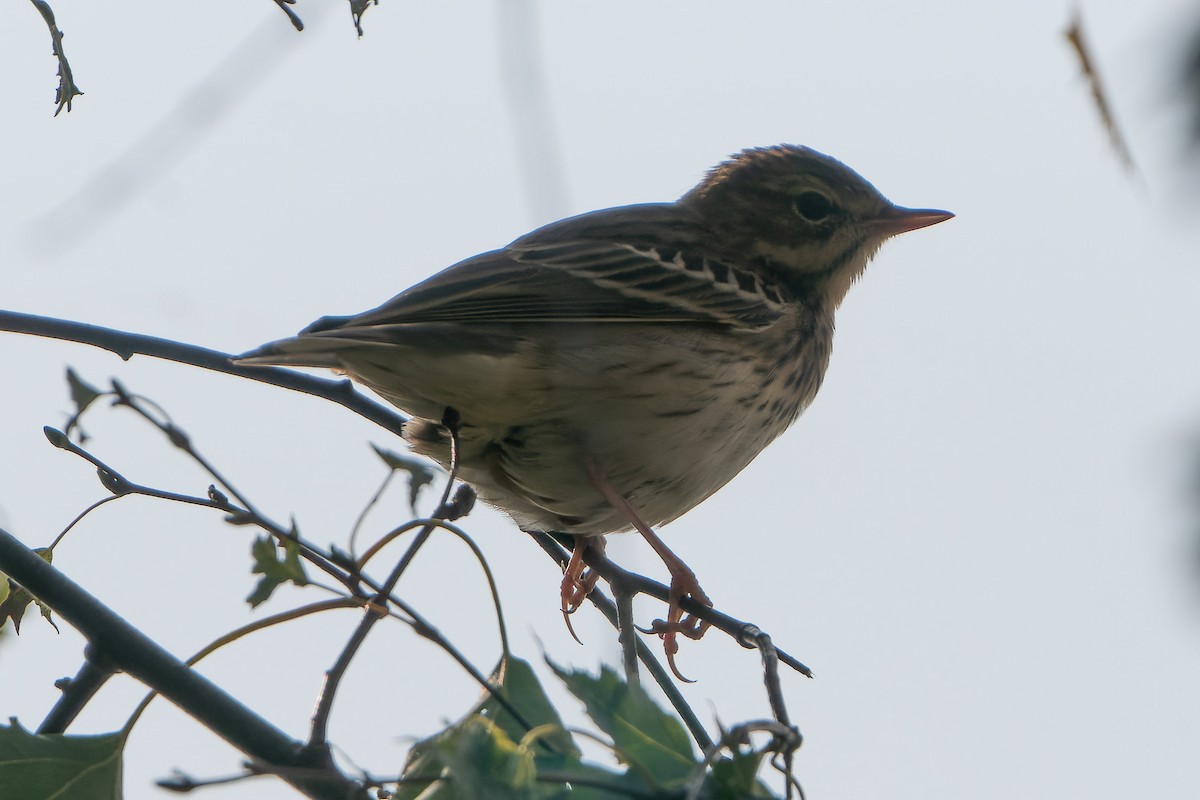 Pipit farlouse - ML612720250