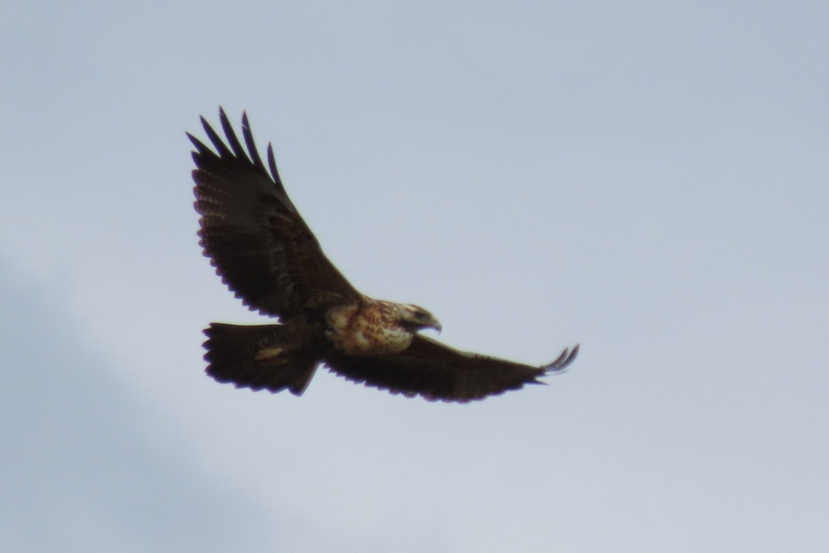 Black-chested Buzzard-Eagle - Paulo Alves