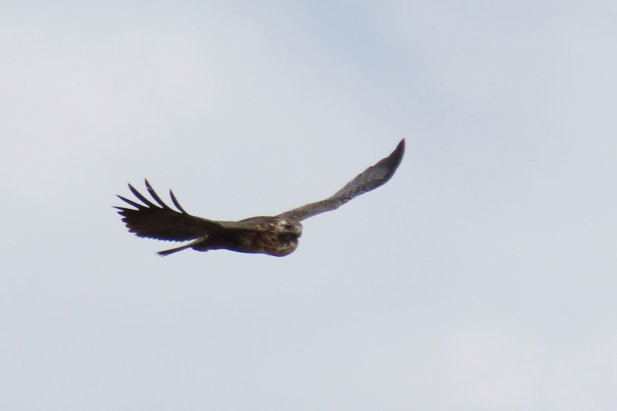 Black-chested Buzzard-Eagle - Paulo Alves