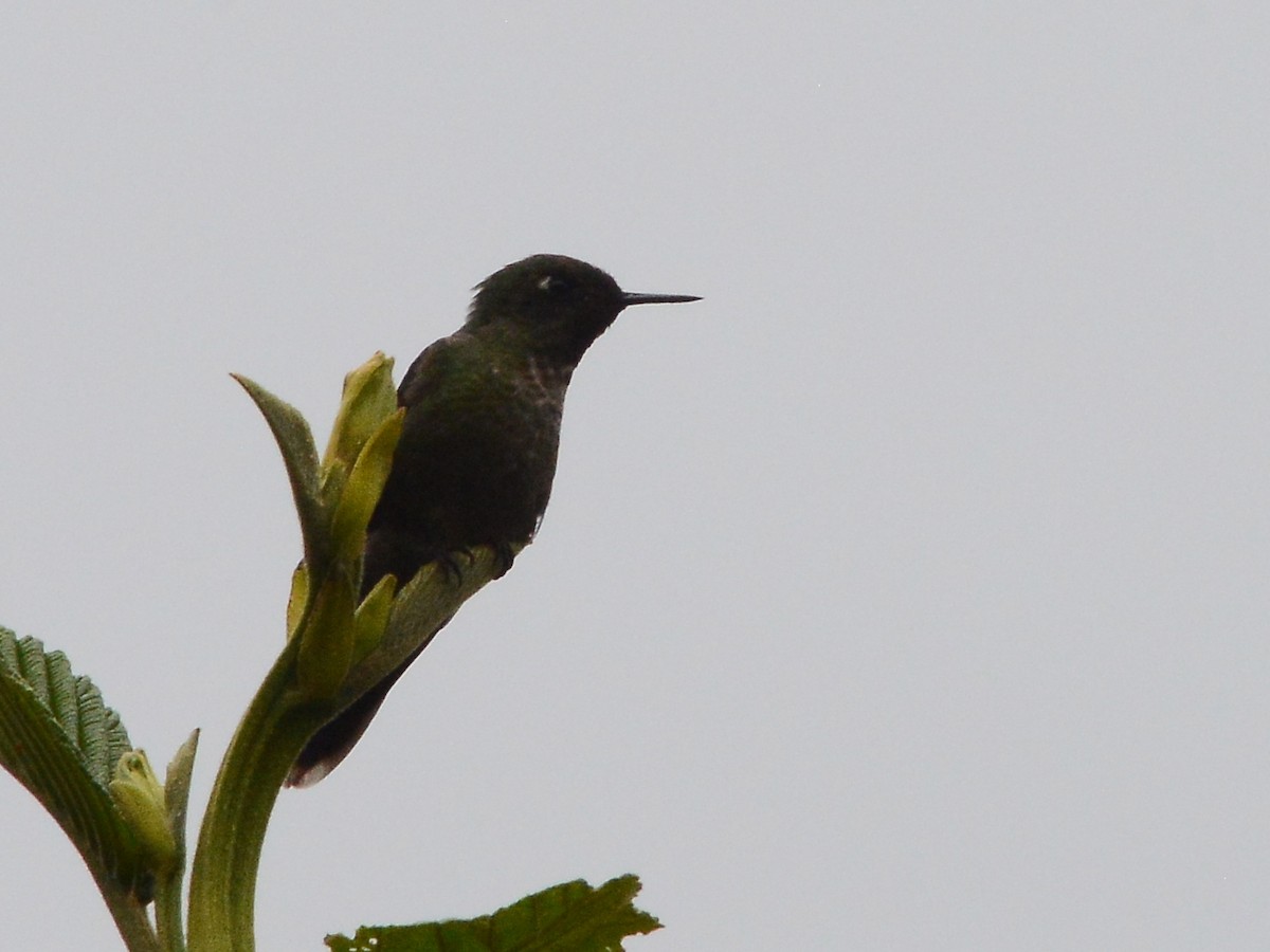 Tyrian Metaltail - Alan Van Norman