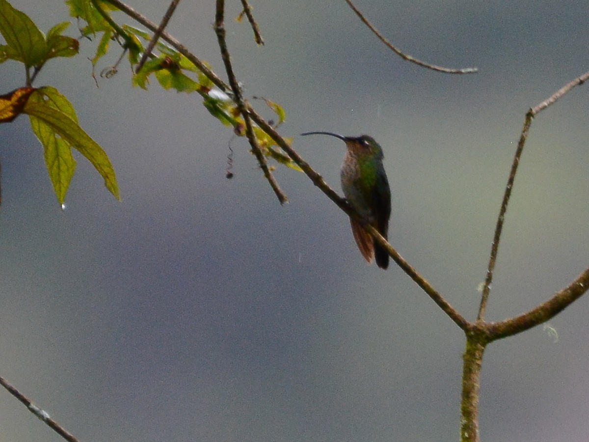 Colibri de Lafresnaye - ML612720441