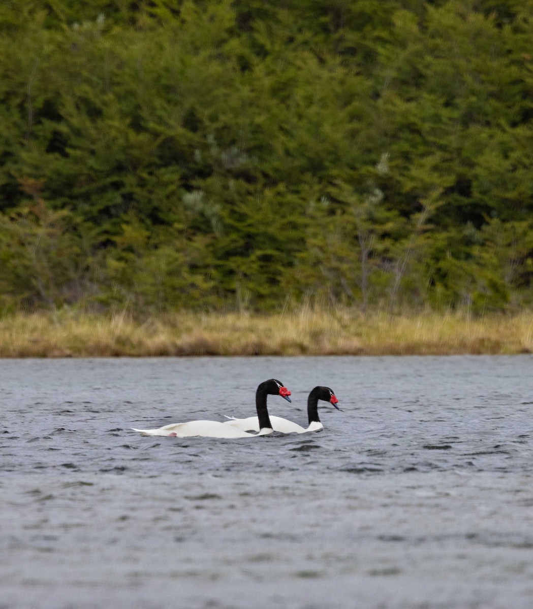 Black-necked Swan - ML612720459