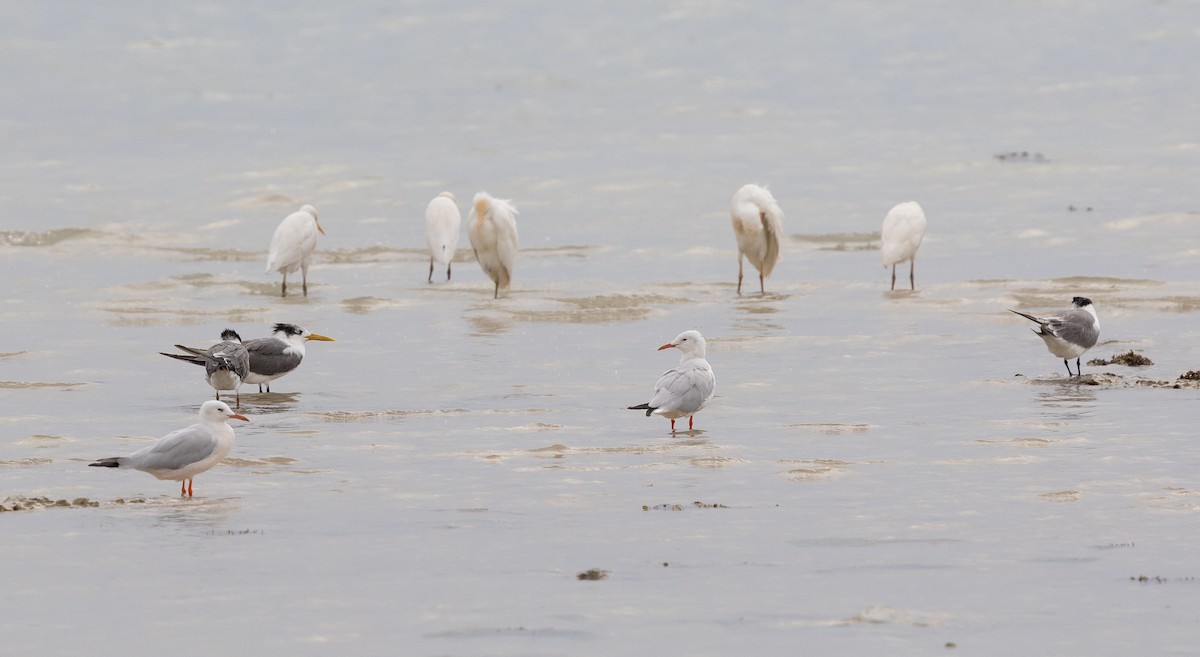 Great Crested Tern - Krzysztof Jankowski