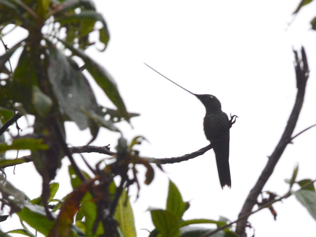 Sword-billed Hummingbird - Alan Van Norman