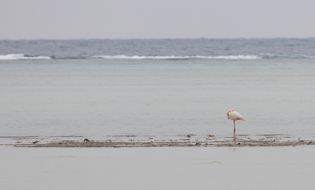 Greater Flamingo - Krzysztof Jankowski