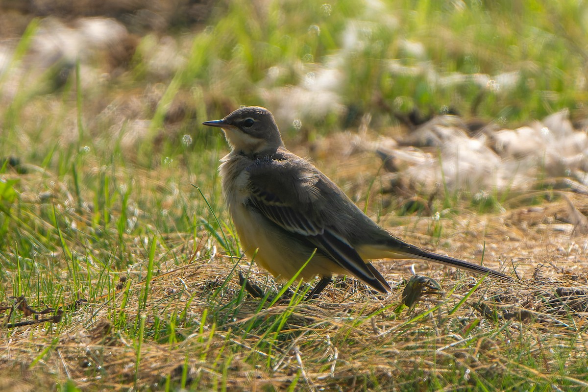 Western Yellow Wagtail - Carsten Stiller