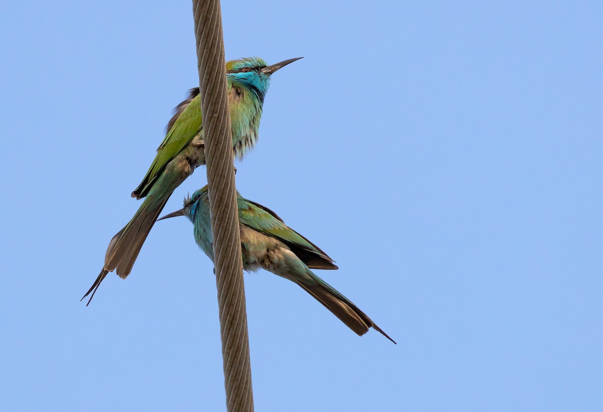 Arabian Green Bee-eater - ML612720632