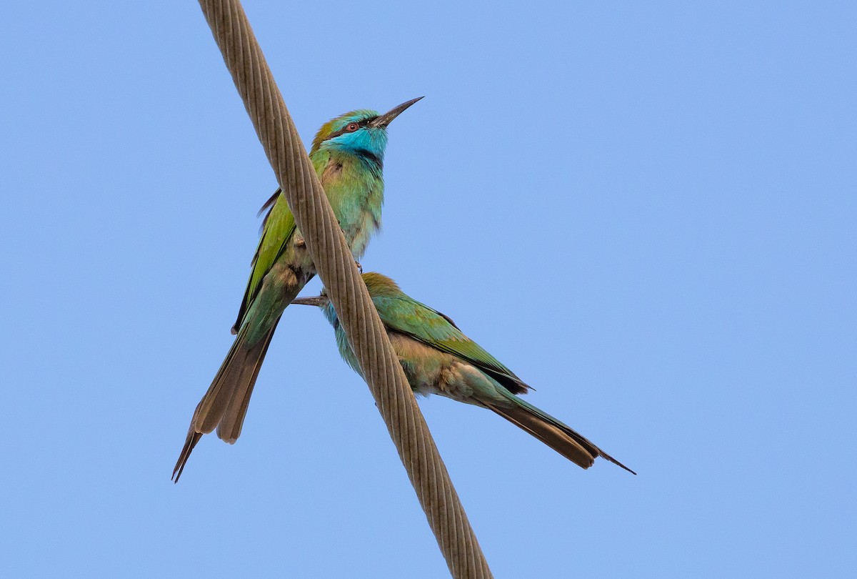 Arabian Green Bee-eater - ML612720633