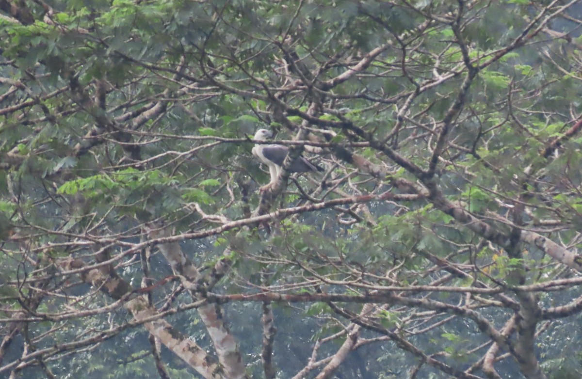 White-bellied Sea-Eagle - ML612720675